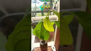 advacodoe treeseedling 1 yr old 🥑🥑🥑🤙 [upl. by Kathrine]