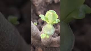 Crassula ovata 🌿ytshorts nature natureslover greenplanet plantslovershortvideoplants 🦋✨️🎶❣️😀 [upl. by Ycart]