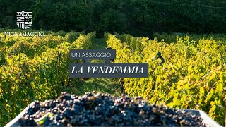 VENDEMMIA 2015  HARVEST 2015 at Vignamaggio [upl. by Bashee9]