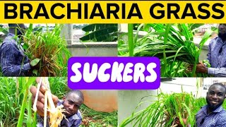 How To Split and Transplant Brachiaria Grass SUCKERS  Mulato Grass SUCKERS [upl. by Narod721]