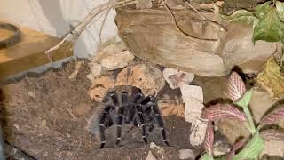 Lasiodora Parahybana  Doing Her Food Dance 🕷️lasiodoraparahybana tarantulafeeding tarantula [upl. by Notserk]