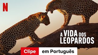 A Vida dos Leopardos Clipe  Trailer em Português  Netflix [upl. by Edea]