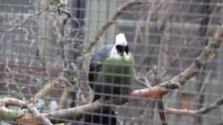 Witkuiftoerako  Whitecrested turaco ZOO Antwerpen [upl. by Lartnom]