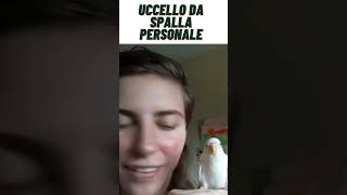 Uccello da spalla personale animal animals [upl. by Oiramrej]