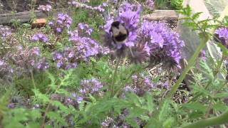 Bzzzzzbees LOVE phacelia [upl. by Oiralih]