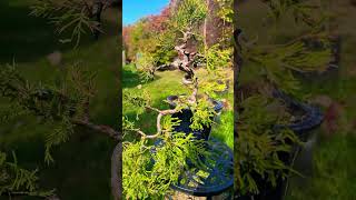 Cascading Juniper Fall 2024 music bonsai cascade waterfall sacredchants nature onelove [upl. by Berga]