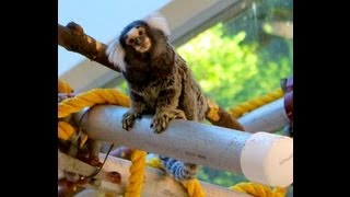 Marmoset Monkeys Pisces Pet Store Calgary [upl. by Melonie]