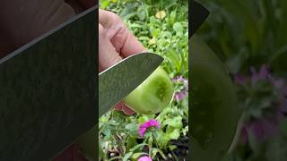 Green tomato cutting skills cuttingskills vegetablecarving cuttingvegetable cuttinggarden [upl. by See52]