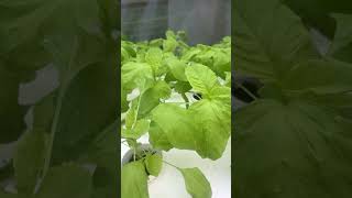 Hydroponically grown spinach gardengrove hydroponics green healthyfood [upl. by Ronoc305]