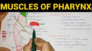 Muscles of Pharynx  Pharynx Anatomy 34 [upl. by Jodi]