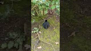 Coot bird is hiding at my secret garden [upl. by Ahlgren439]