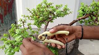 jade plant and Bonsai waterfall and cutting kra raha hai [upl. by Egidius]