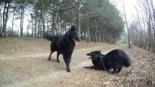 Groenendael Bourne Walking in the spring forest [upl. by Dhumma]