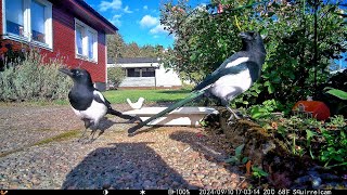 The Magpies in the yard  Relaxing video  Cat TV [upl. by Aicenev]