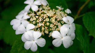 High bush cranberry  Viburnum trilobum [upl. by Skrap]