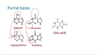 Structure of Purine and Pyrimidine Bases [upl. by Ezzo634]