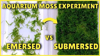 Best Way to Grow Aquarium Moss  Experiment [upl. by Faruq432]