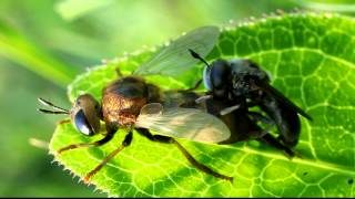 Microdon hoverflies mating [upl. by Ziza240]