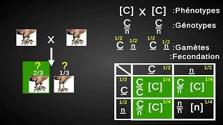 Monohybridisme  Cas du gène létal [upl. by Azeret]