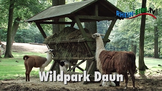 Wild und Erlebnispark Daun  RheinEifelTV [upl. by Gaylor144]