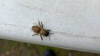 Bee landed on table Kyneton 14th Sept 2024 [upl. by Boswell737]