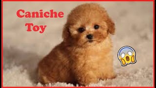 Caniche TOY o poodle Cuidados Historia y datos curiosos 🐾 [upl. by Farhi]