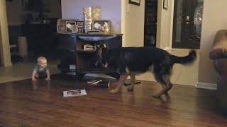 German Shepherd And Baby Play Chase Together [upl. by Leverick]