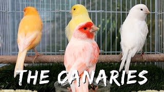 The Domestic Canary  A Fascinating History of the Beloved Songbird in Aviculture [upl. by Richard]