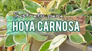 Sustrato para hacer florecer la Hoya Carnosa o Flor de CeraJardín Suculento [upl. by Aimak]