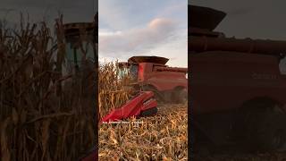 CASE IH 9250 AxialFlow Combine bigtractorpower caseih combine [upl. by Nylasoj]