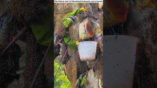 How Chinese people cultivate bee honey in the mountains 🪰 [upl. by Aitan]