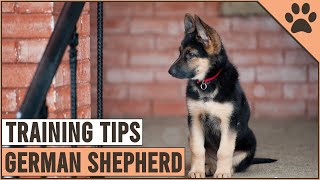 Best German Shepherd Puppy Training Tips  Dog World [upl. by Einaffets]