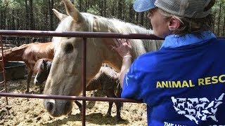 A Closer Look 150 Horses Rescued in Texas [upl. by Eelrehpotsirhc]