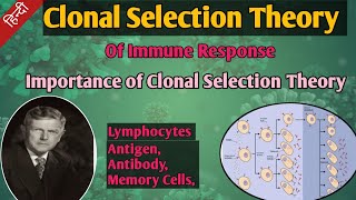 Clonal Selection Theory In Hindi  Clonal Selection Of Immune Response  Formation Of Immune Cells [upl. by Aikim245]