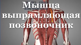 Мышца выпрямляющая позвоночник m erector spinae [upl. by Mccormick]