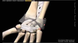 Extensor retinaculum attachments [upl. by Babette]