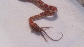 Corn Snake Eats Lizard alive [upl. by Aceber494]