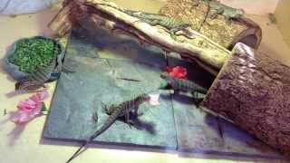 Cyclura Blue Rock Iguana babies eating hibiscus 2013 [upl. by Trisa765]