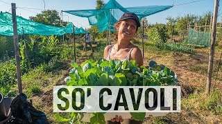 Coltivazione dei CAVOLI in agosto La GUIDA completa 🥦🥦 [upl. by Dorn]