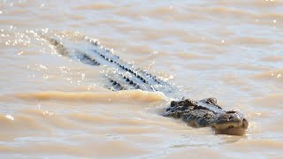 Crocodiles roaming main streets as flooding hits Far North Queensland [upl. by Colver687]