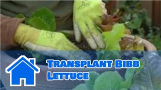 Growing Greens  How to Transplant Bibb Lettuce [upl. by Gnuj]