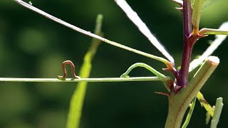 UU Eueupithecia cisplatensis Biological control agent for the control of Parkinsonia [upl. by Nage217]