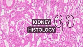 Kidney Histology Video Made Easy  Kidney Under the Microscope [upl. by Giliana890]