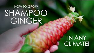 How to Grow Shampoo Ginger in Any Climate [upl. by Rickard116]