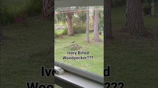 WE FOUND THE EXTINCT IVORYBILLED WOODPECKER ON CAMERA [upl. by Couhp918]