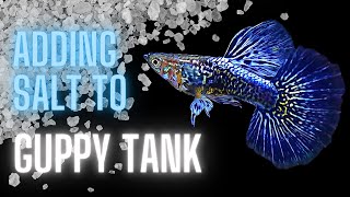 Guppy Fish Care – Adding Salt to Guppy Tank – The Complete Guide [upl. by Lacee702]