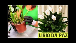 🔴TÉCNICA PARA RECUPERAR LÍRIO DA PAZ  2 PARTE 🍂 LIRIODAPAZ PLANTAS FLORES [upl. by Colier]