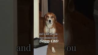 Testing out CBD for dogs doglove dogcare foxhound AsherHouseWellness theasherhouse [upl. by Ardis]