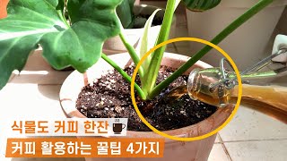 버릴 게 없는 만능 커피☕ 식물 가드닝에 활용하는 꿀팁 4가지를 소개합니다 [upl. by Tessi]