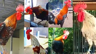 Suara Berkokok ayam pelung  Dunia Binatang [upl. by Gazo291]